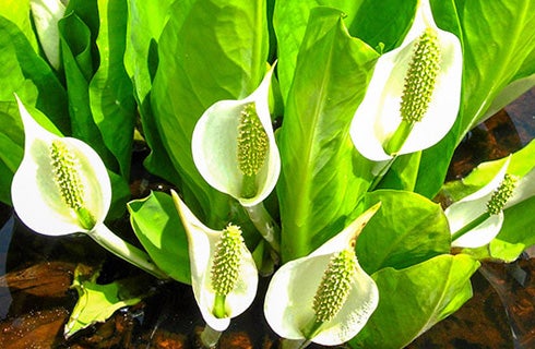 10月全日程催行決定🚌🚌【新宿発/朝発日帰り】尾瀬の大自然に触れる<鳩待峠>野花咲く遥かな『尾瀬』ハイキングへ3